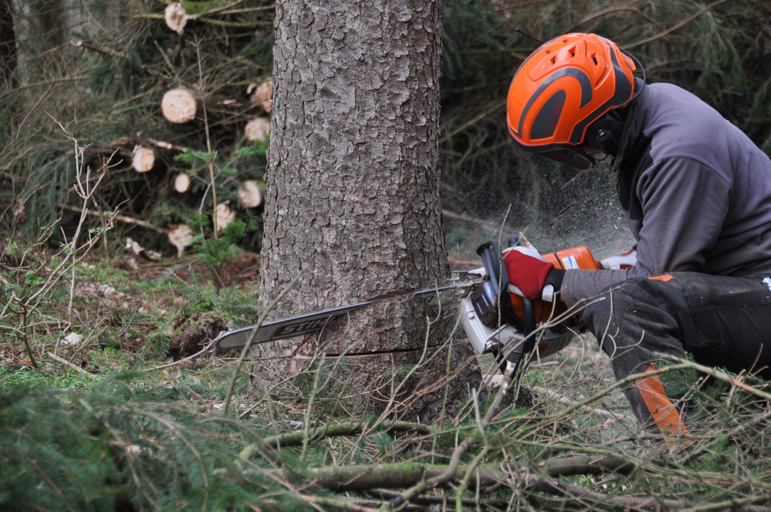 forestry-4272923